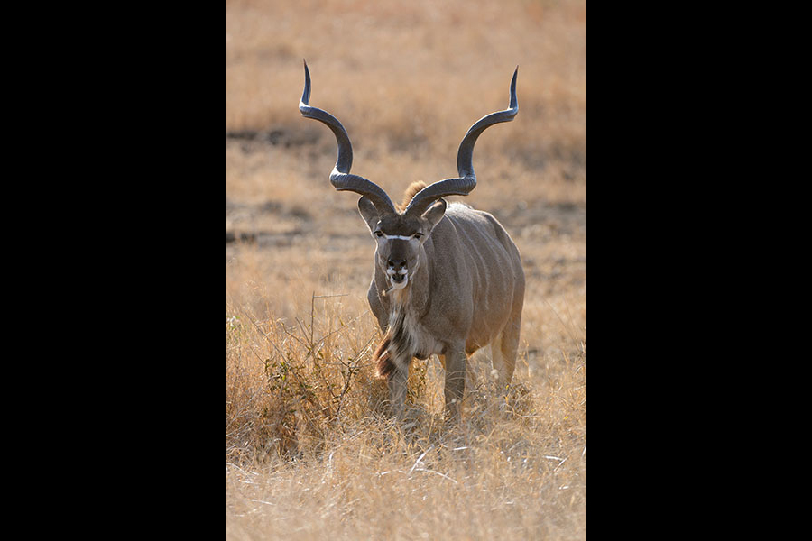 Kudu shofars