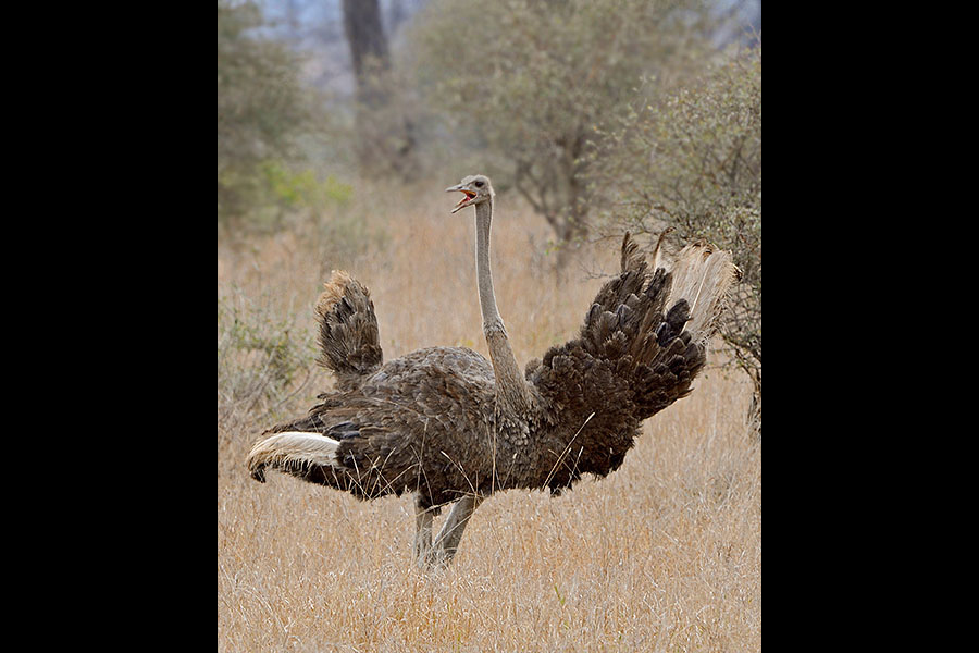 Ostrich