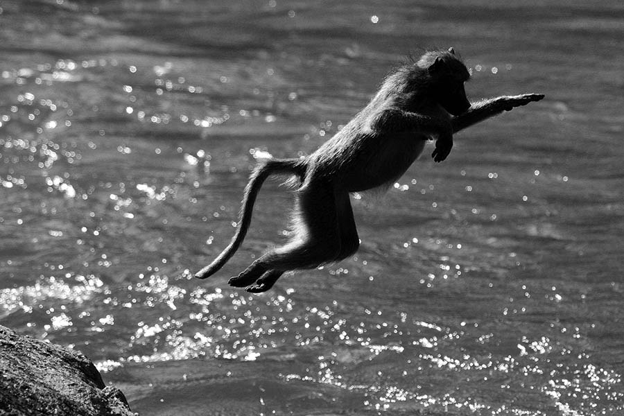 Monkey Jump, Black & White