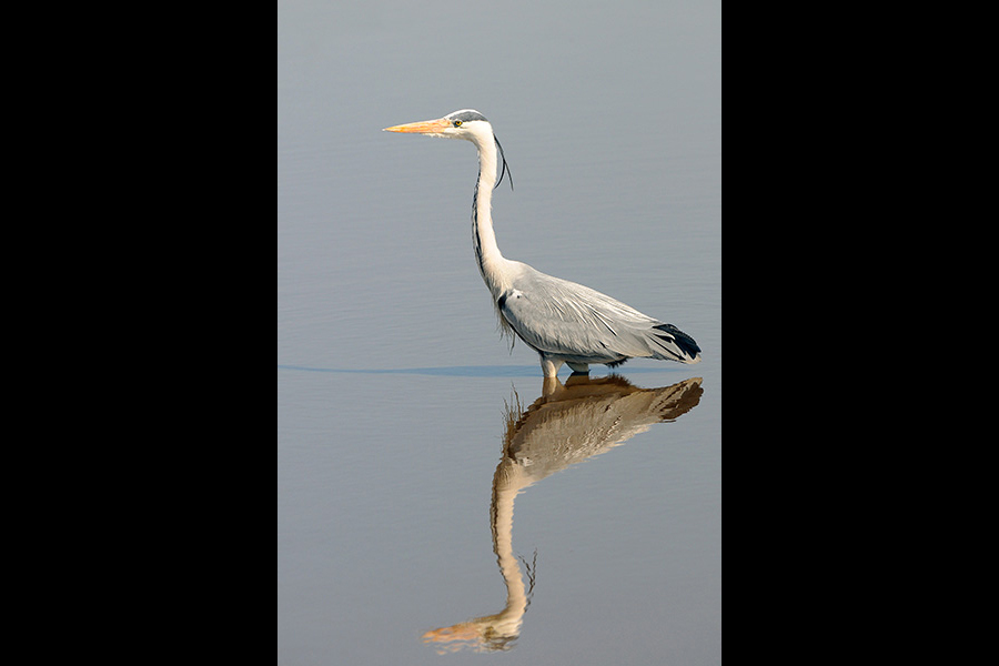 Yellowbill bird