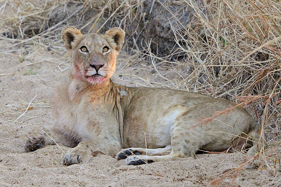 Lioness after a feeding