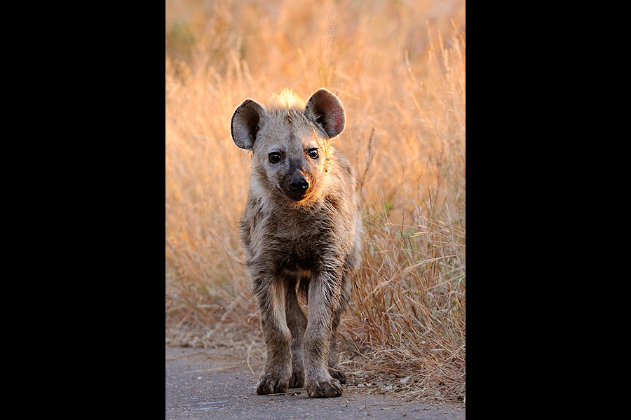 Hyena