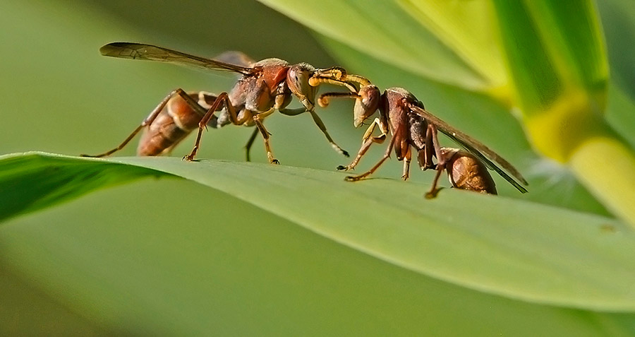 Ant battle