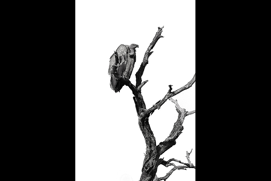 Buzzard, Black & White