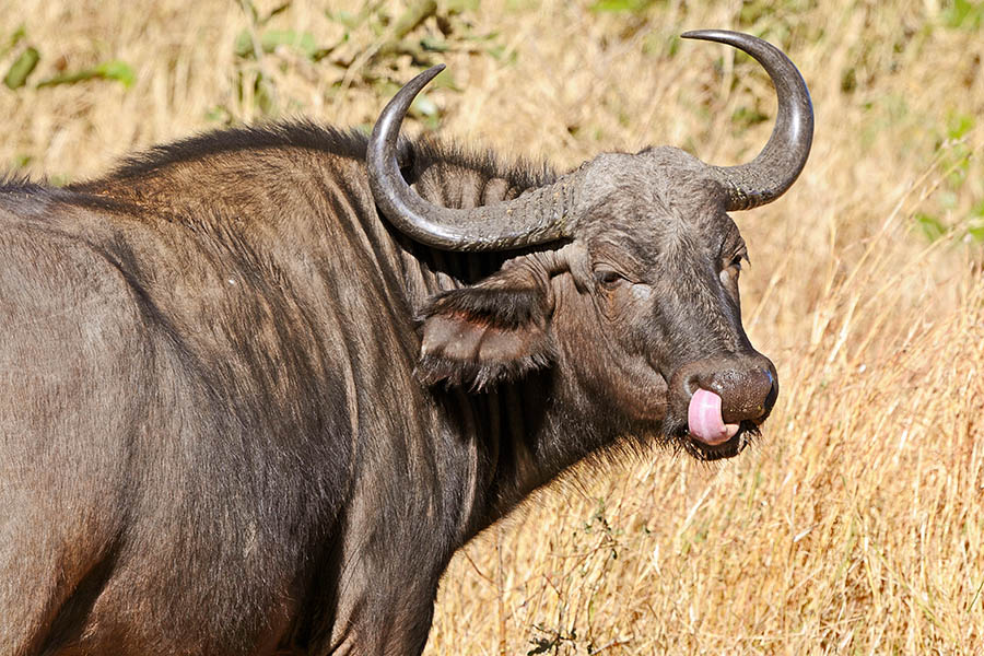 Buffalo licking nose