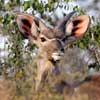 Kudu Thumbnail