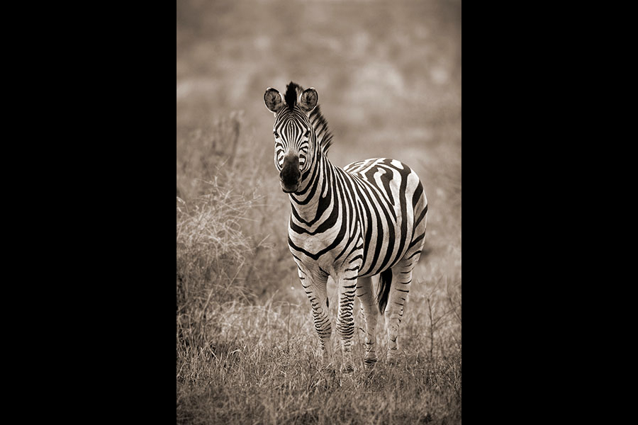 Zebra facing camera, Sepia tone