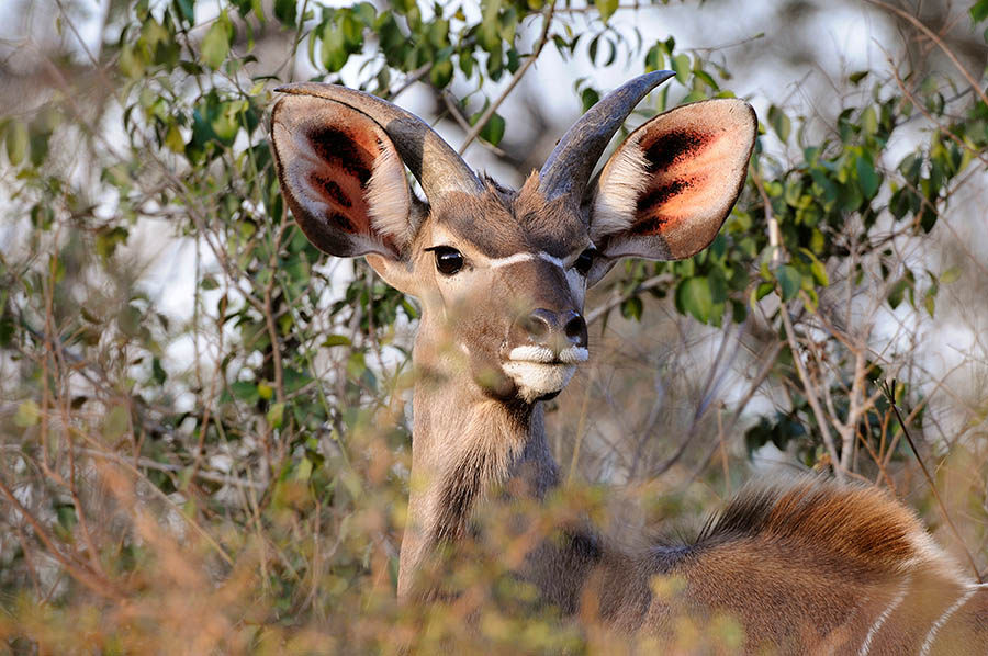 Kudu looking at camera