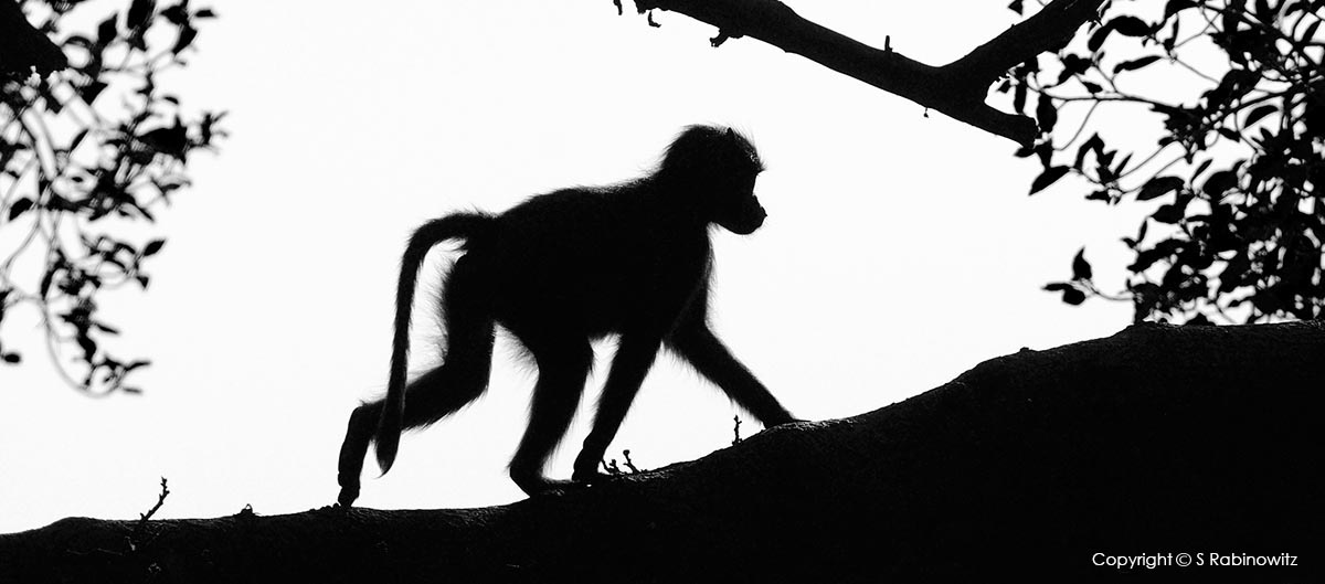 Monkey Silhouette