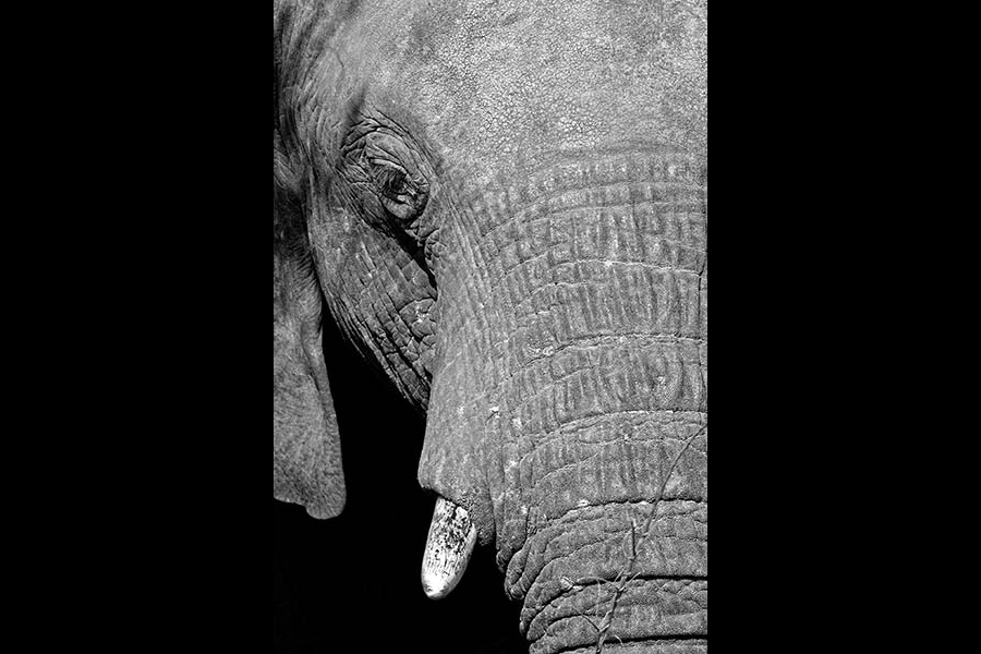 Elephant, Black & White