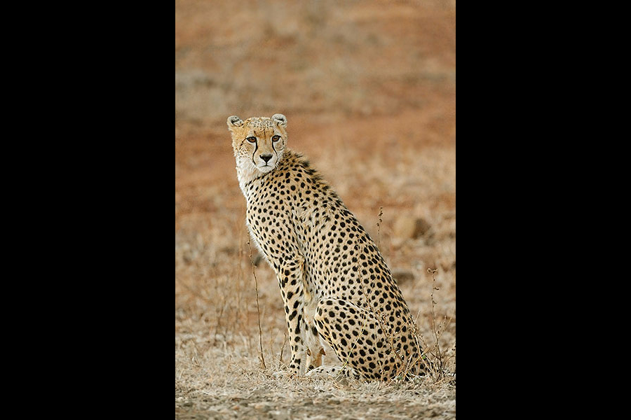 Cheetah sitting