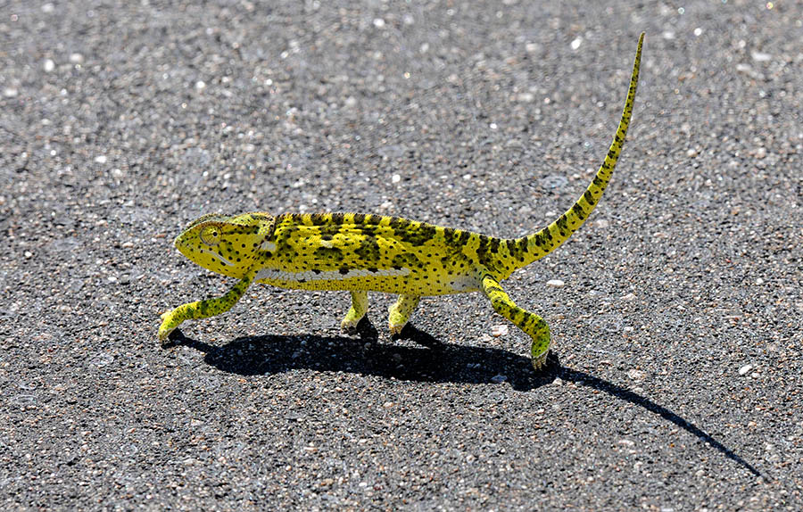 Chameleon crossing road