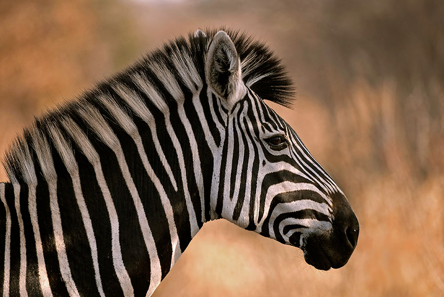 Zebra head