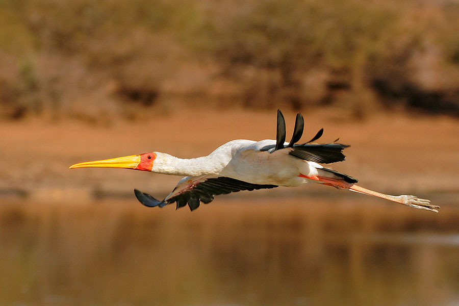 Yellowbill Stork