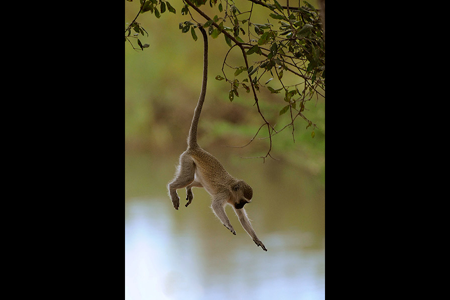 Monkey diving into river