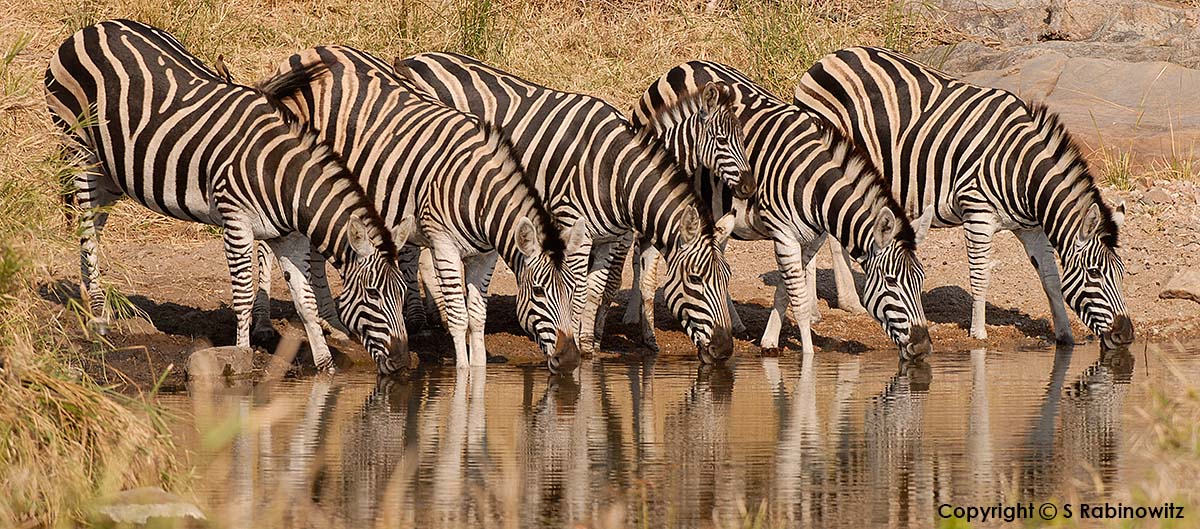 Zebras at Watering Hole