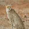 Cheetah thumbnail