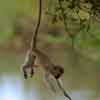 Monkey thumbnail