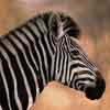 Zebra head thumbnail